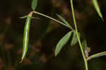 American bird's-foot trefoil